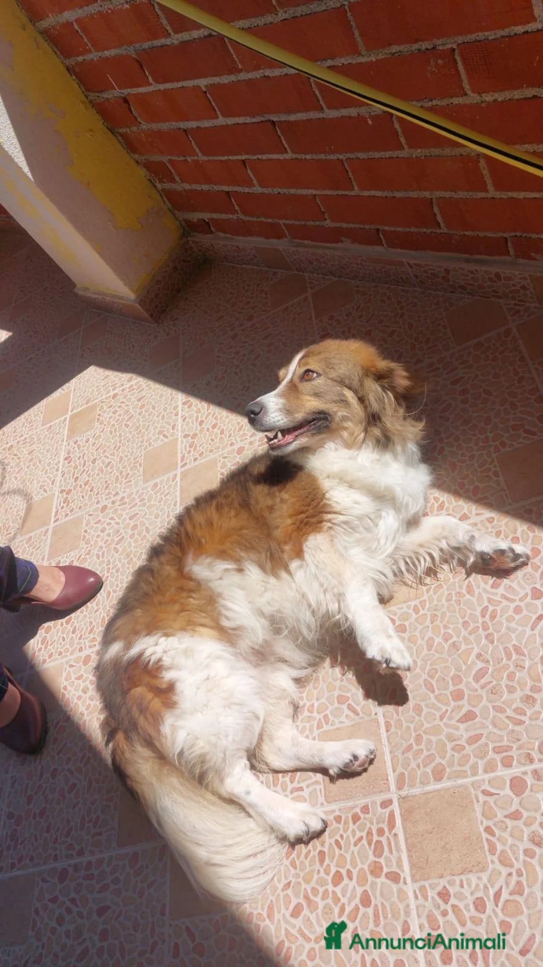 Meticcio cani in regalo: Lola, dolcezza disarmante a Città Metropolitana di Bologna - Annuncio 6