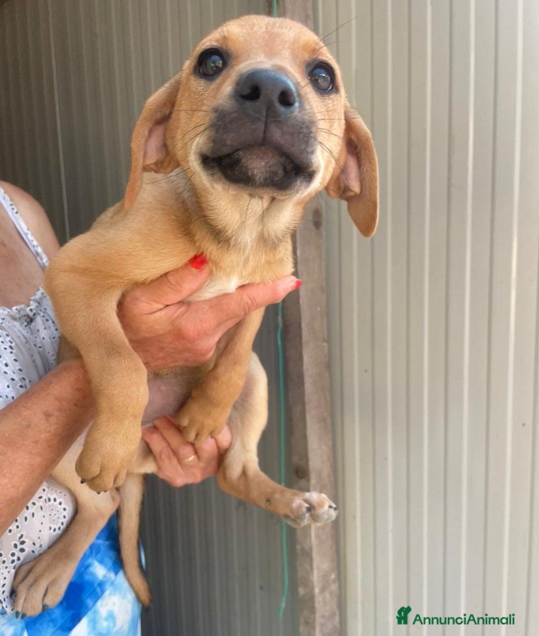 Meticcio cani in regalo: GLI SPLENDIDI AMERICANINI a Provincia di Frosinone - Immagine 14