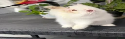Persiano gatti in vendita: Gatti Persiani enExotic cuccioli  - Annuncio 2