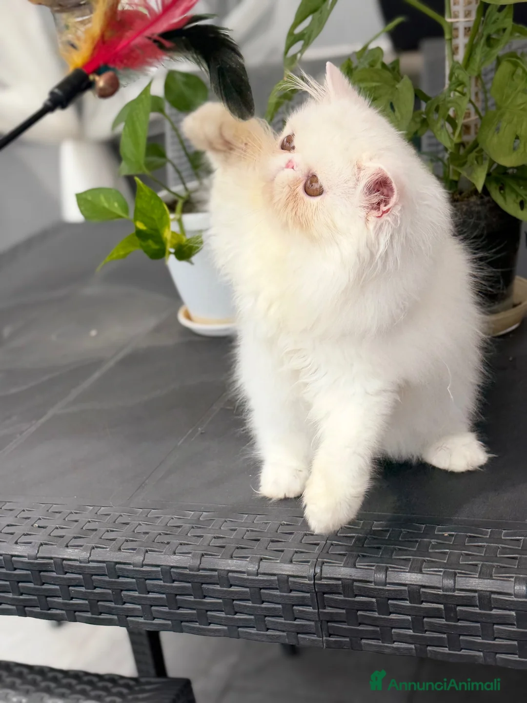 Persiano gatti in vendita: Gatti Persiani enExotic cuccioli  - Annuncio 2