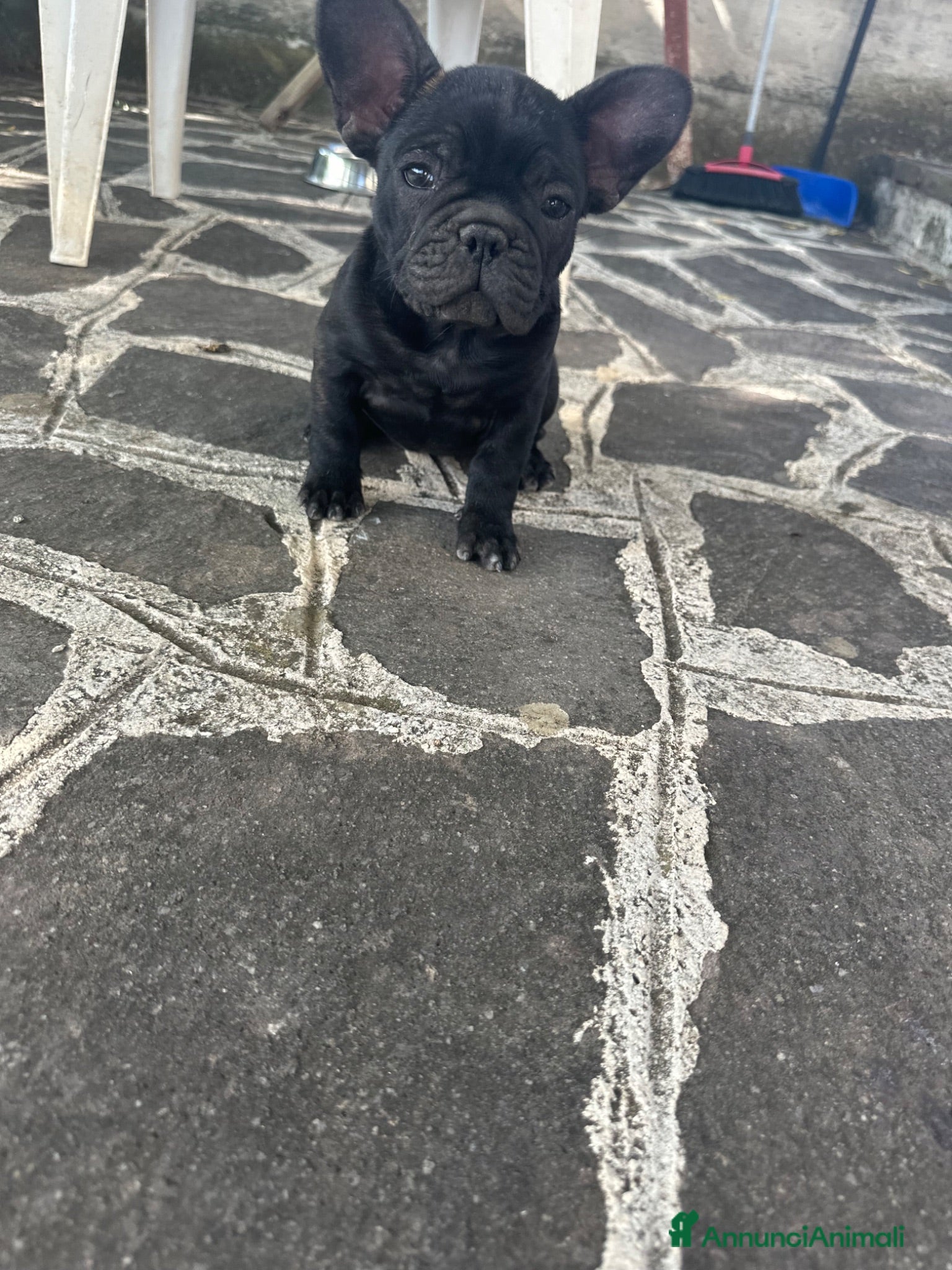 Bulldog Francese cani BULLDOG FRANCESE  - Annuncio 32