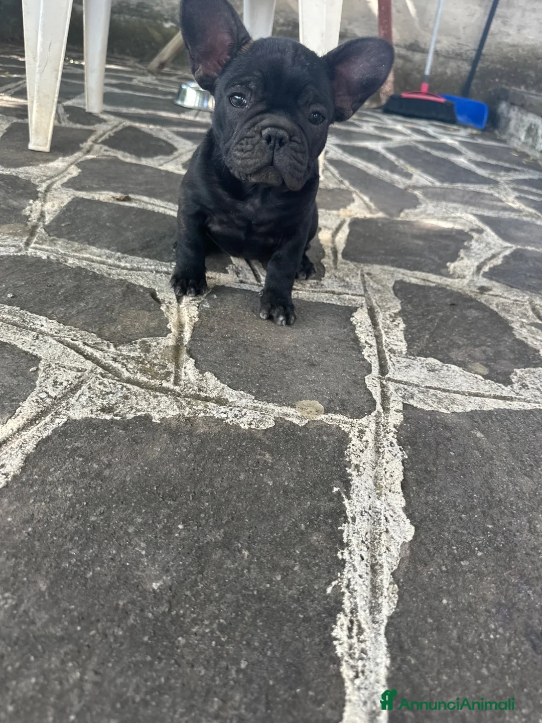 Bulldog Francese cani in vendita: BULLDOG FRANCESE  - Annuncio 1
