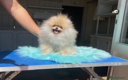 Volpino Pomerania cani in vendita: Fantastico Pomerania nano adolescente crema sable a Città Metropolitana di Bologna - Immagine 2