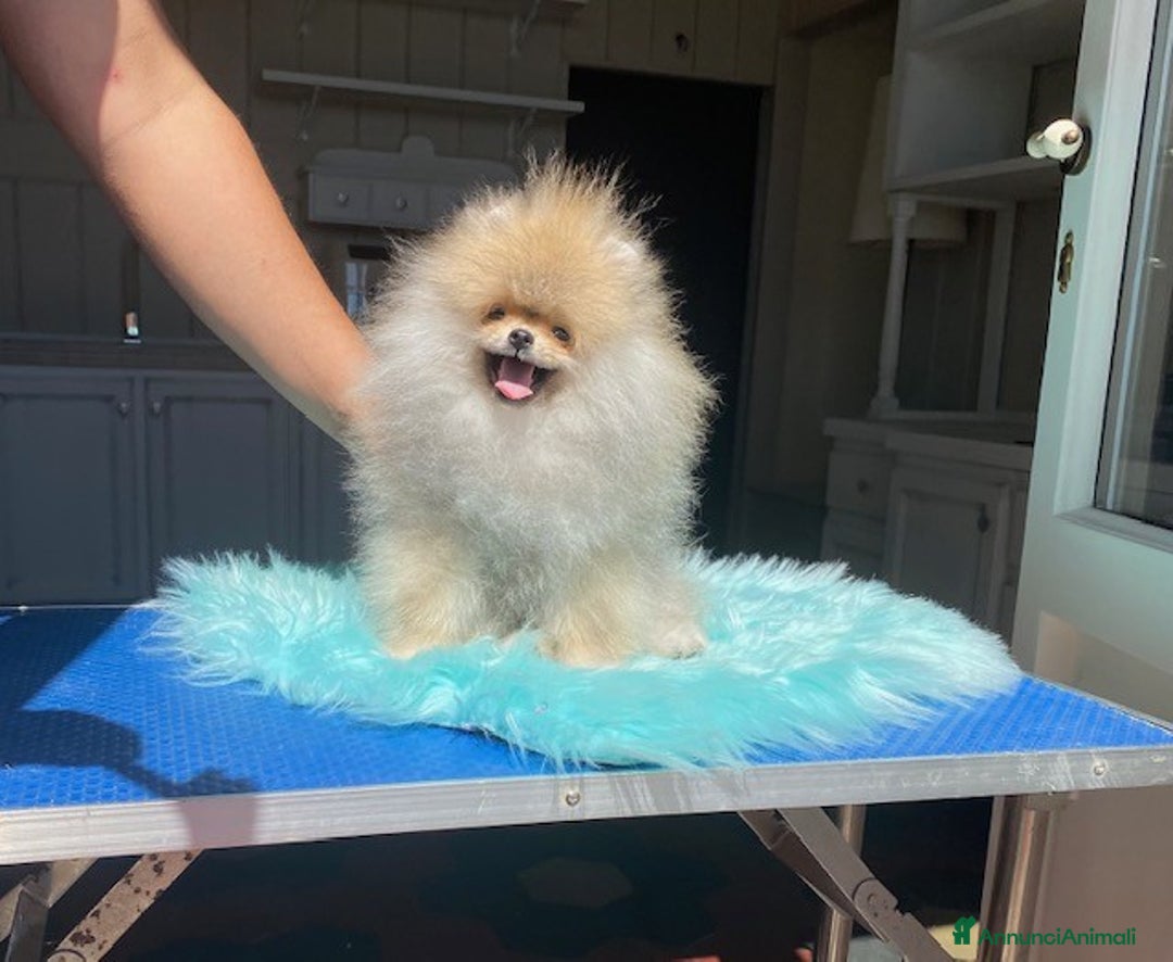Volpino Pomerania cani in vendita: Fantastico Pomerania nano adolescente crema sable a Città Metropolitana di Bologna - Immagine 2