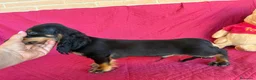 Bassotto cani in vendita: DISPONIBILE MASCHIO A PELO LUNGO  - Annuncio 3