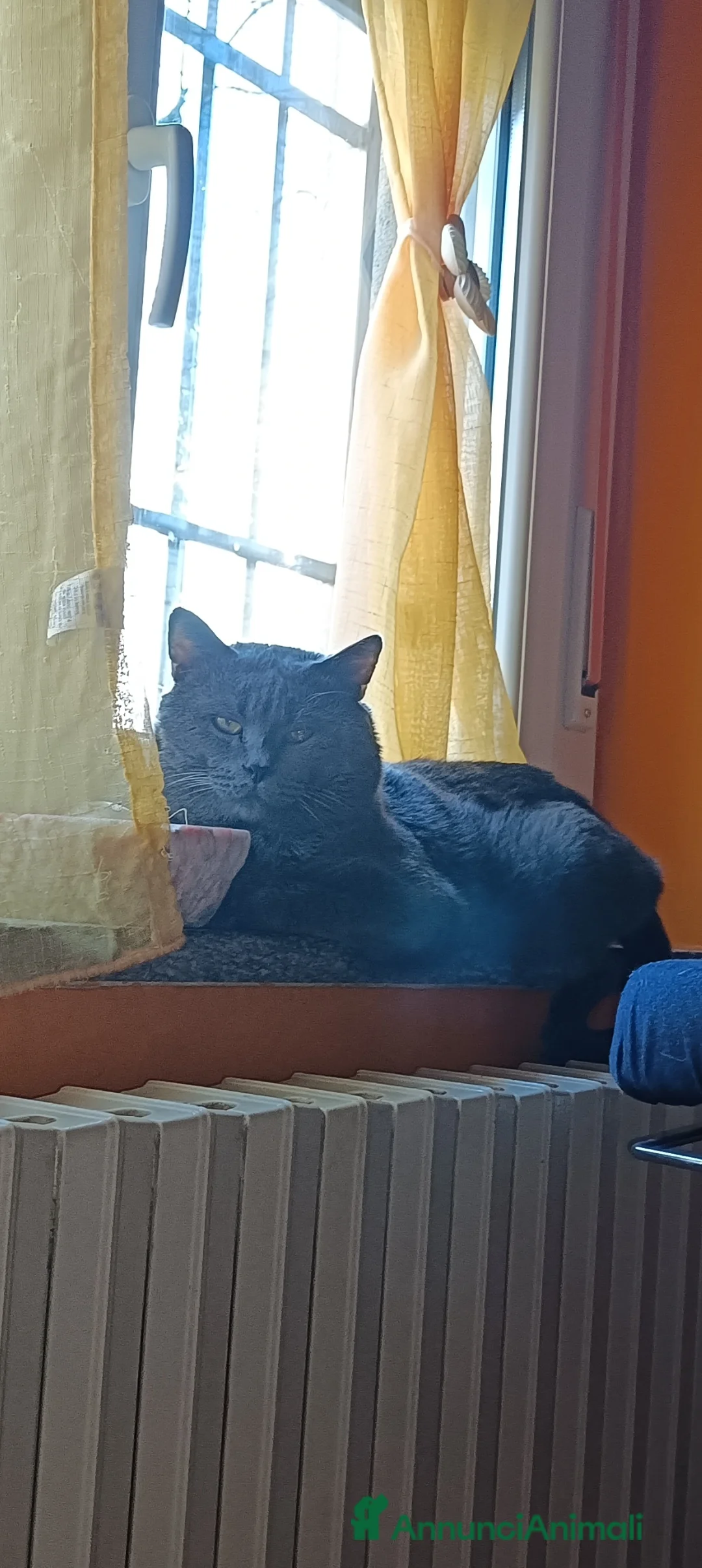 Certosino gatti per accoppiamento: STALLONE GATTO CERTOSINO X MONTA - Annuncio 9