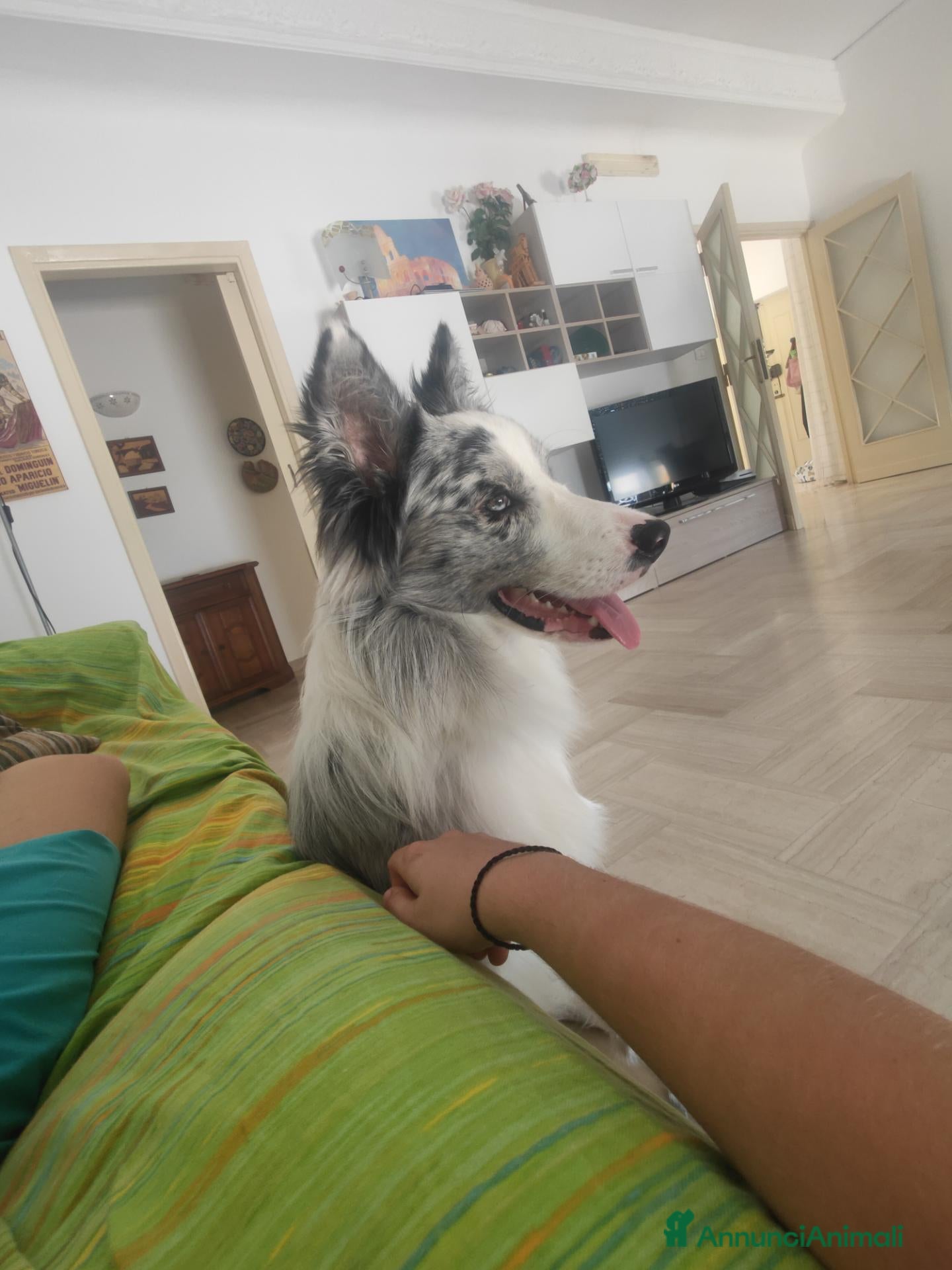 Border Collie cani border collie blue merle da monta - Annuncio 3