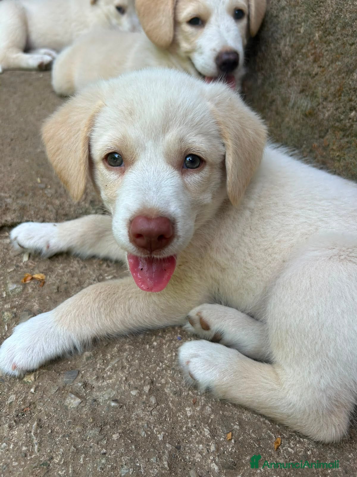 Meticcio cani Chiara cerca casa 💙 - Annuncio 10
