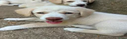 Meticcio cani in regalo: Chiara cerca casa 💙 - Annuncio 1