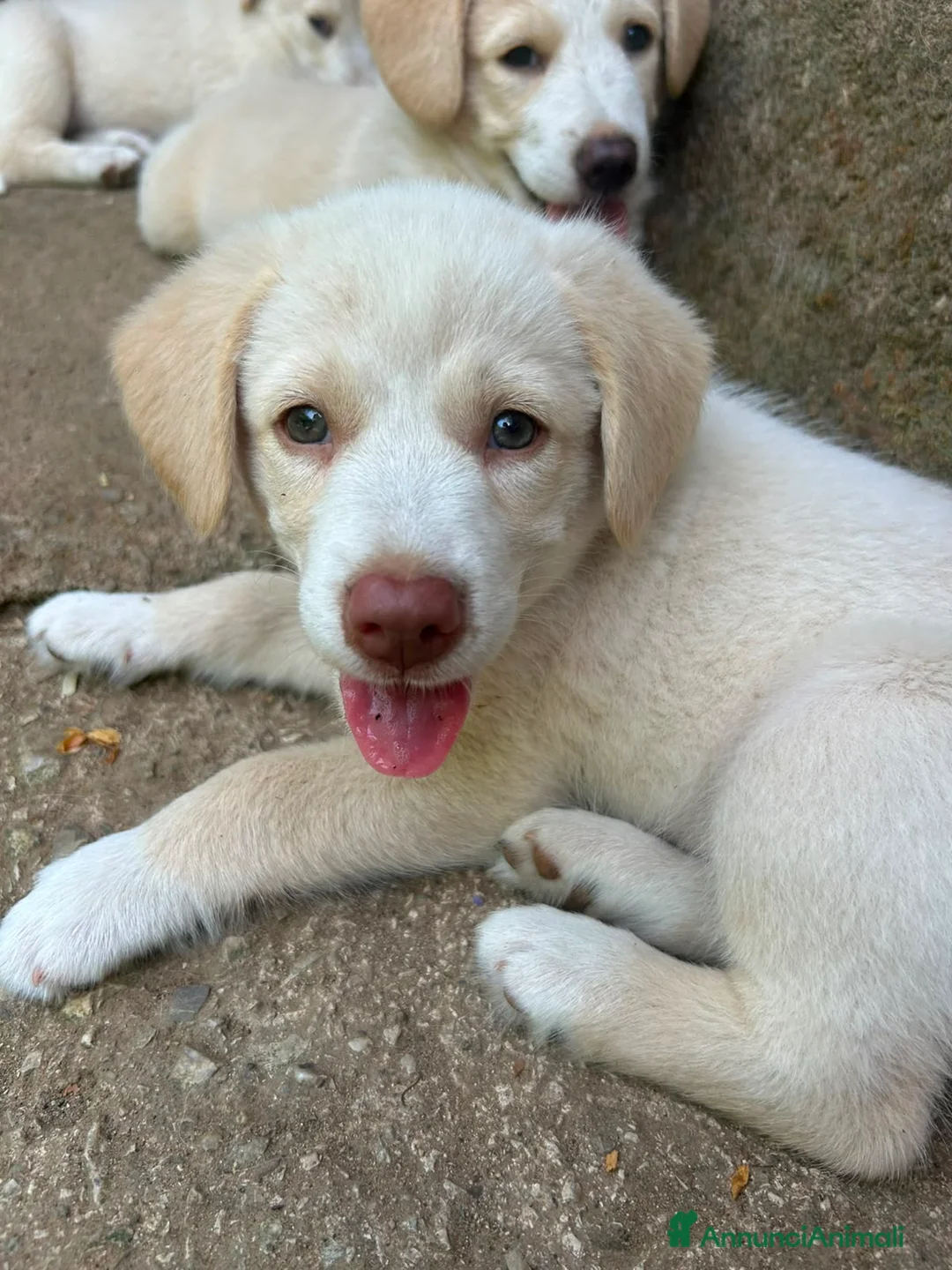 Meticcio cani in regalo: Chiara cerca casa 💙 - Annuncio 1