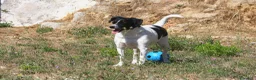 Meticcio cani in regalo: Pedro 2 anni,merita una famiglia - Annuncio 8