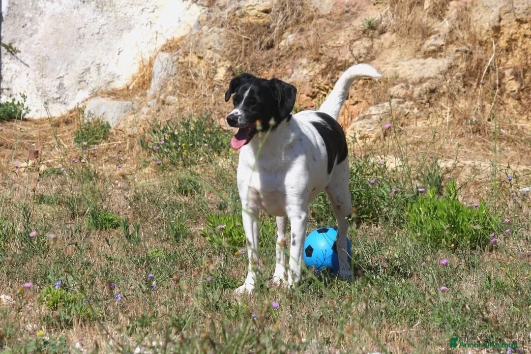 Meticcio cani in regalo: Pedro 2 anni,merita una famiglia - Annuncio 8