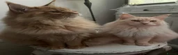 Maine Coon gatti in vendita: Maine Coon bellissimi  - Annuncio 7