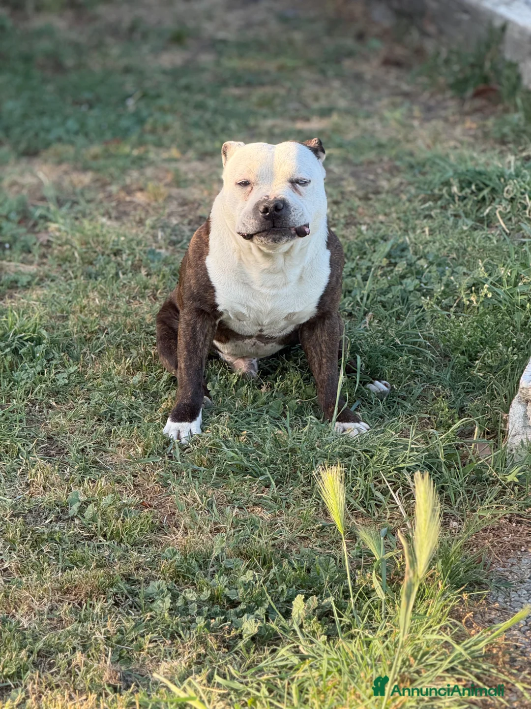 Staffordshire cani in vendita: Cucciolata in arrivo - Annuncio 2
