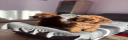 Barboncino Toy cani in vendita: Barboncino Toy con pedegree Enci  a Città Metropolitana di Torino - Annuncio 2