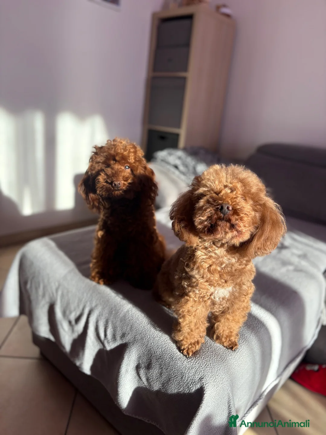 Barboncino Toy cani in vendita: Barboncino Toy con pedegree Enci  a Città Metropolitana di Torino - Annuncio 2