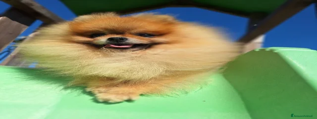 Skiki