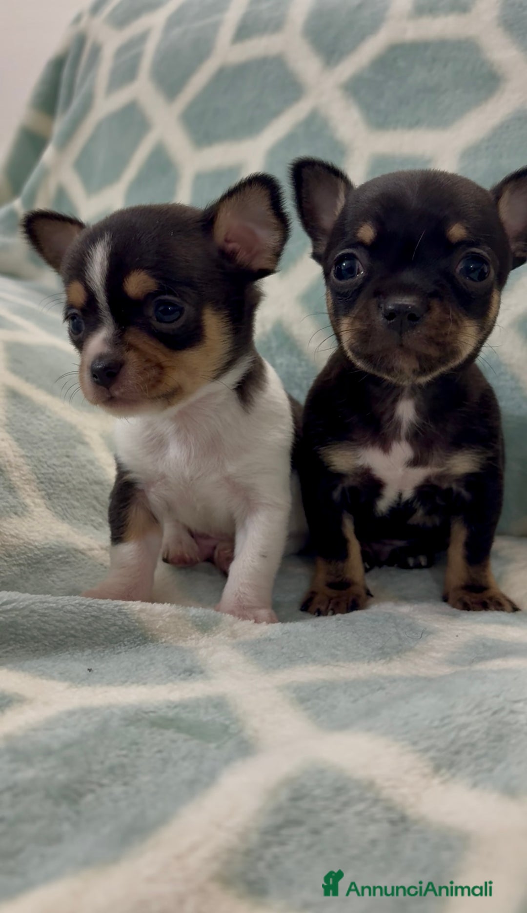 Chihuahua cani in vendita: Chihuahua  - Annuncio 11