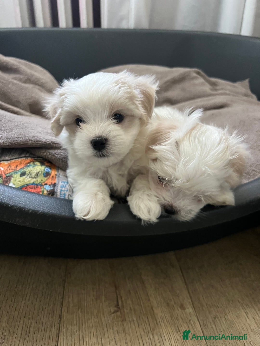 Maltese cani in vendita: Cuccioli Maltesi: Piccoli Tesori in Cerca di Casa - Annuncio 11