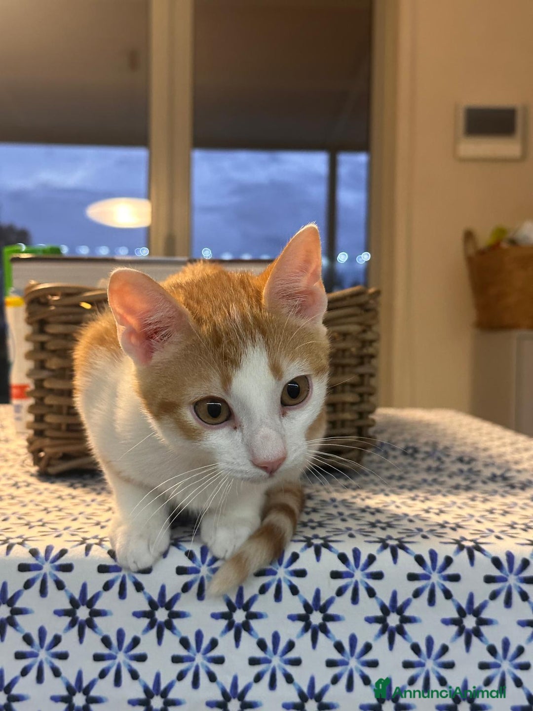 Europeo gatti in regalo: Gattino bianco e rosso - Annuncio 5