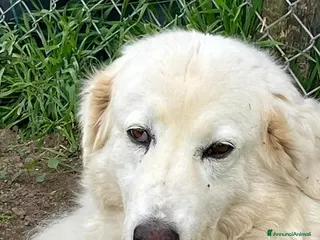 Meticcio cani CAMILLA HA VERAMENTE BISOGNO DI TE, IN ADOZIONE - Annuncio 4
