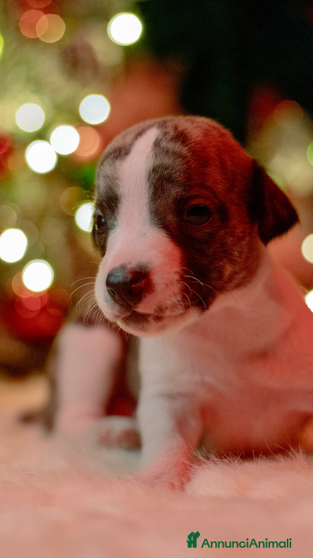 Whippet cani in vendita: Cuccioli whippet - Annuncio 4