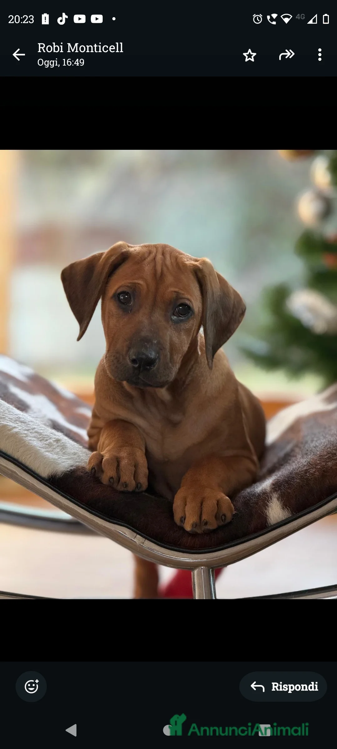 Rhodesian Ridgeback cani in vendita: Cuccioli di rhodesiano ridgeback - Annuncio 5