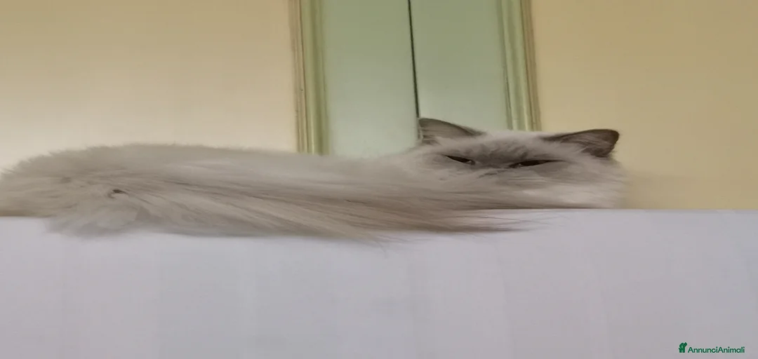 Immagine della galleria {{count}}