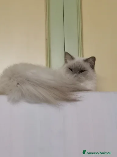 Immagine della galleria {{count}}