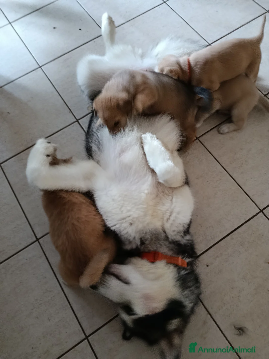 Meticcio cani in regalo: Piccole dolci signorine cercano una famiglia  a Provincia di Vicenza - Annuncio 2