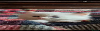 Ragdoll Gattino 2