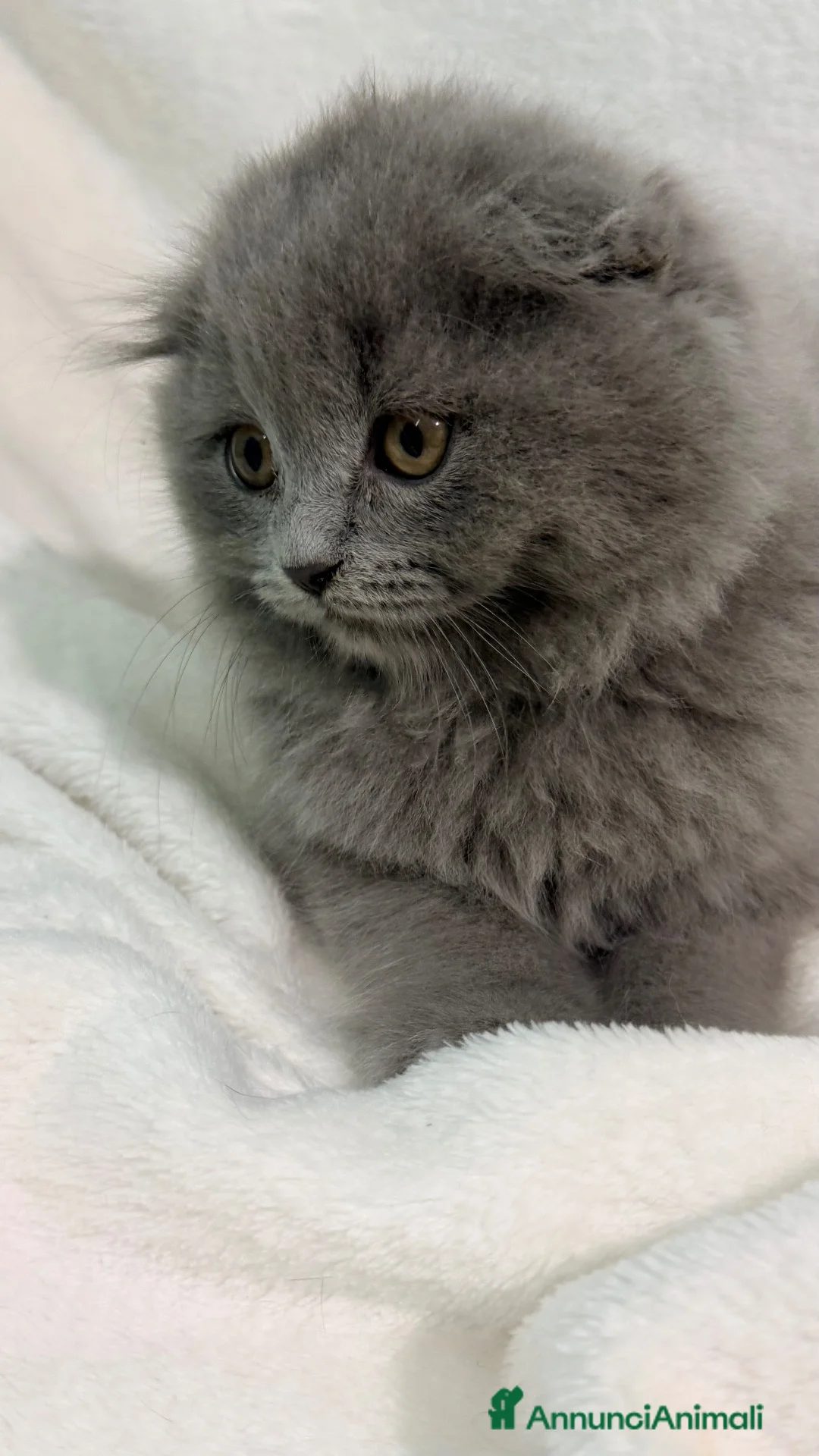 Scottish gatti in vendita: Gattino scottish fold  - Annuncio 5