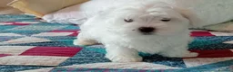 Maltese cani in vendita: 2 cucciole di maltese - Annuncio 4