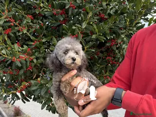 Barboncino Toy cani Barboncino Cucciola Disponibile TREQUARTIDILUNA - Annuncio 32