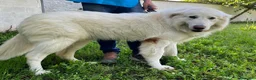 Meticcio cani in regalo: RAMBO MAREMMANO - Annuncio 4