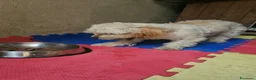 Meticcio cani in regalo: Romina: cucciolotta taglia piccola socievole  - Annuncio 11