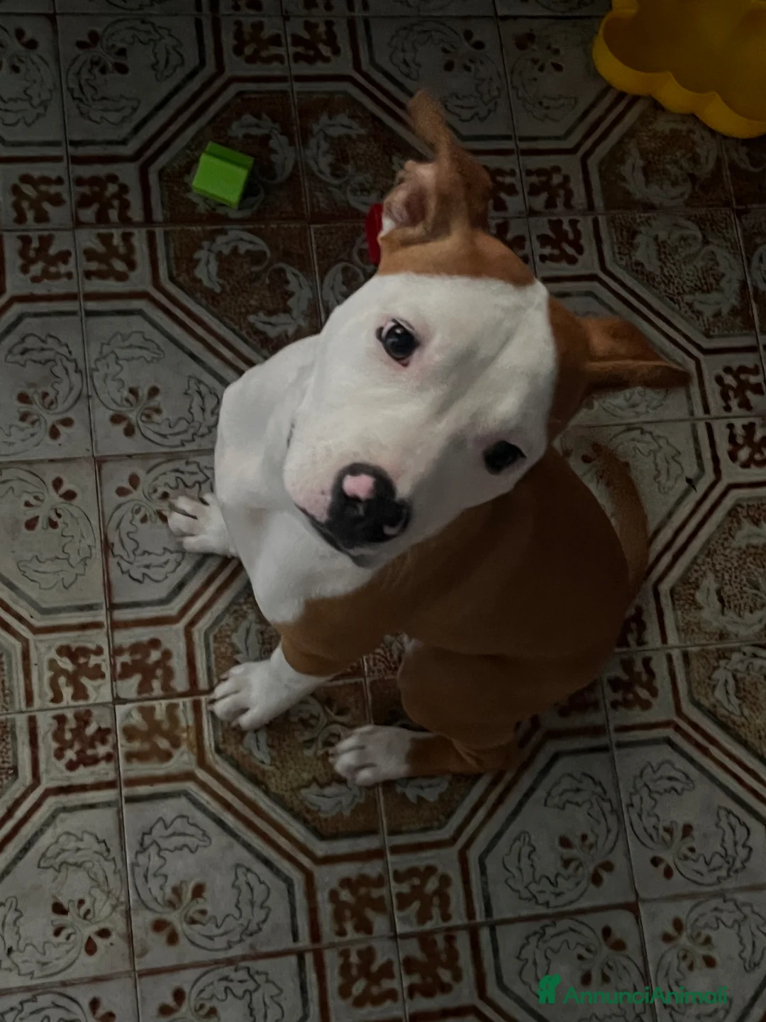 American Staffordshire cani in regalo: Regalo Turbo  - Annuncio 2