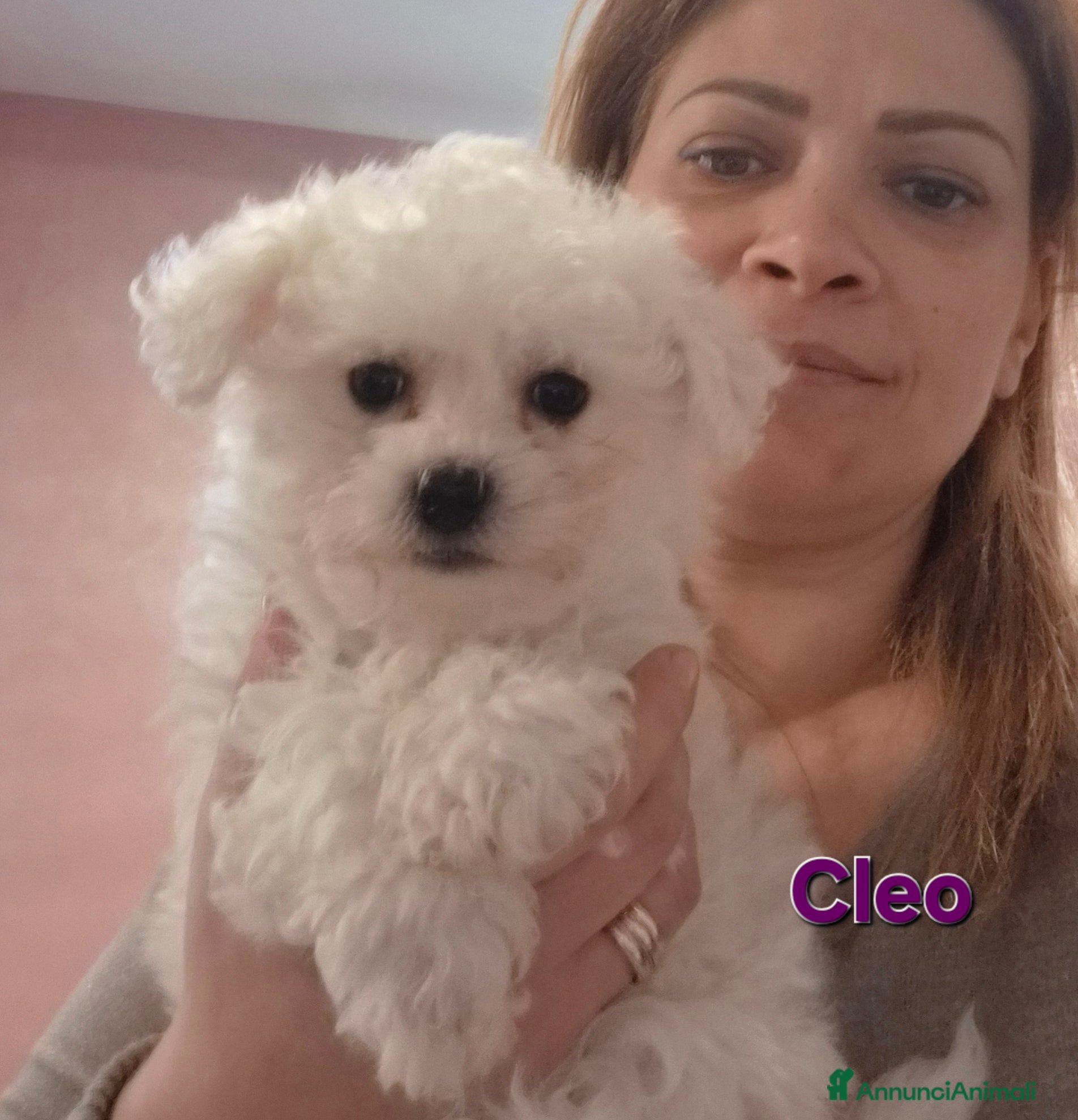 Maltese cani Cuccioli maltesi  taglia mini/piccola pelo riccio  - Annuncio 1