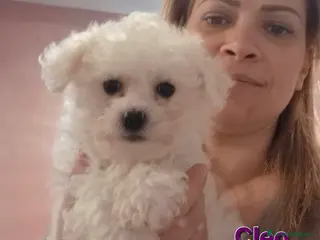 Maltese cani Cuccioli maltesi taglia mini/piccola pelo riccio - Annuncio 2