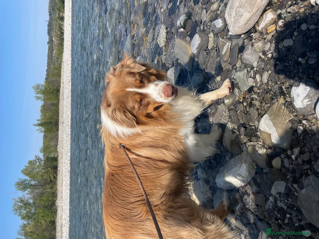 Australian Shepherd cani per accoppiamento: Maschio Pastore Australiano disponibile per monta - Annuncio 1