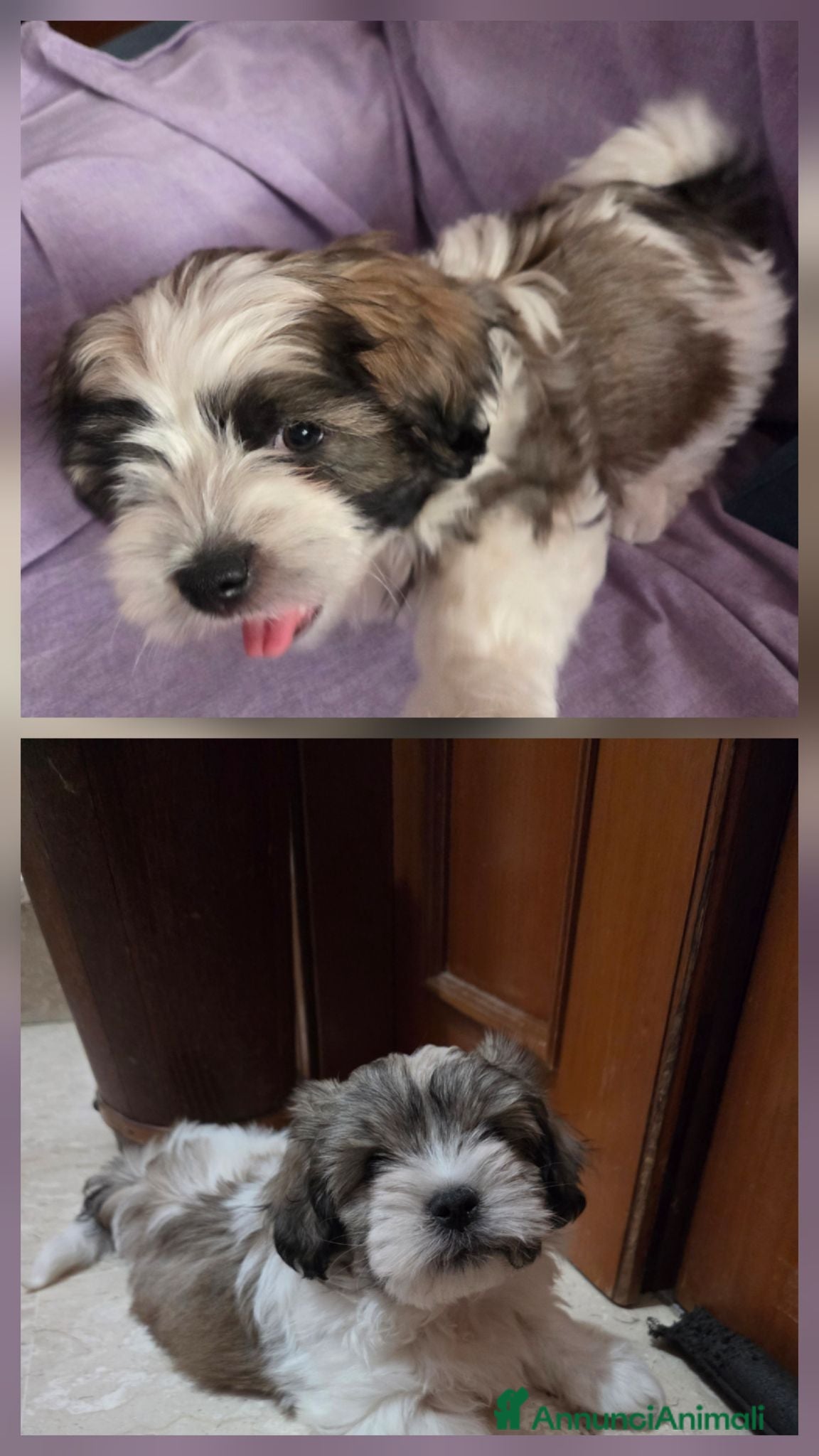 Shih Tzu cani Cuccioli maschietti 2 vendesi - Annuncio 7