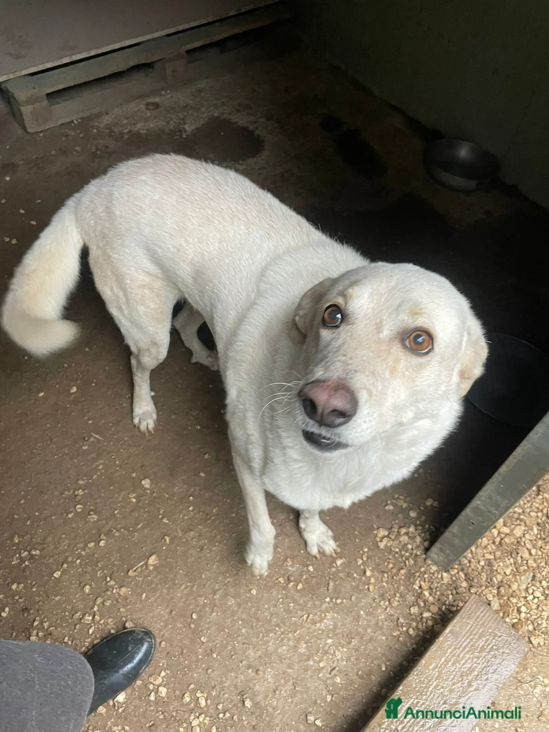 Meticcio cani in regalo: GLI OCCHIONI DOLCI DI SUSY - Annuncio 10