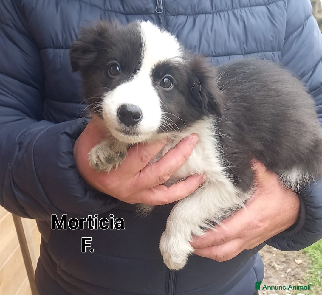 Border Collie cani in vendita: Border Collie  - Annuncio 4