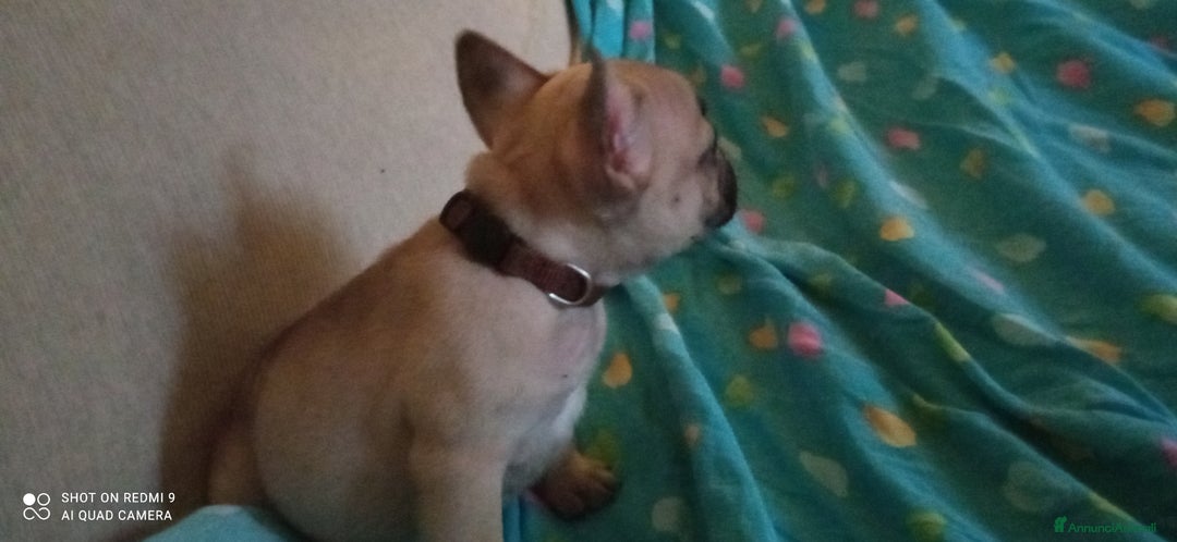 Bulldog Francese cani in vendita: CUCCIOLA DI BOULDOGUE FRANCESE  a Province of Pavia - Immagine 14