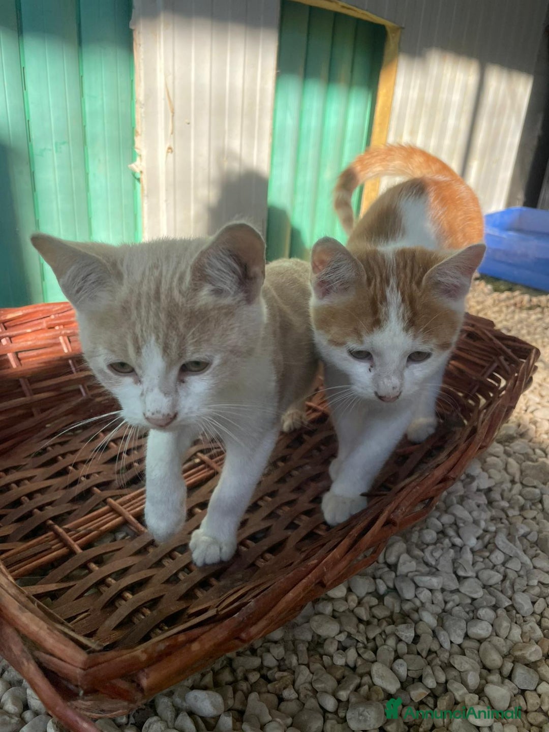 Meticcio gatti in regalo: DOLCISSIMI GATTINI - Annuncio 2