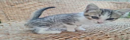 Altre razze cani in regalo: Gattino di 3 mesi cerca casa - Annuncio 5