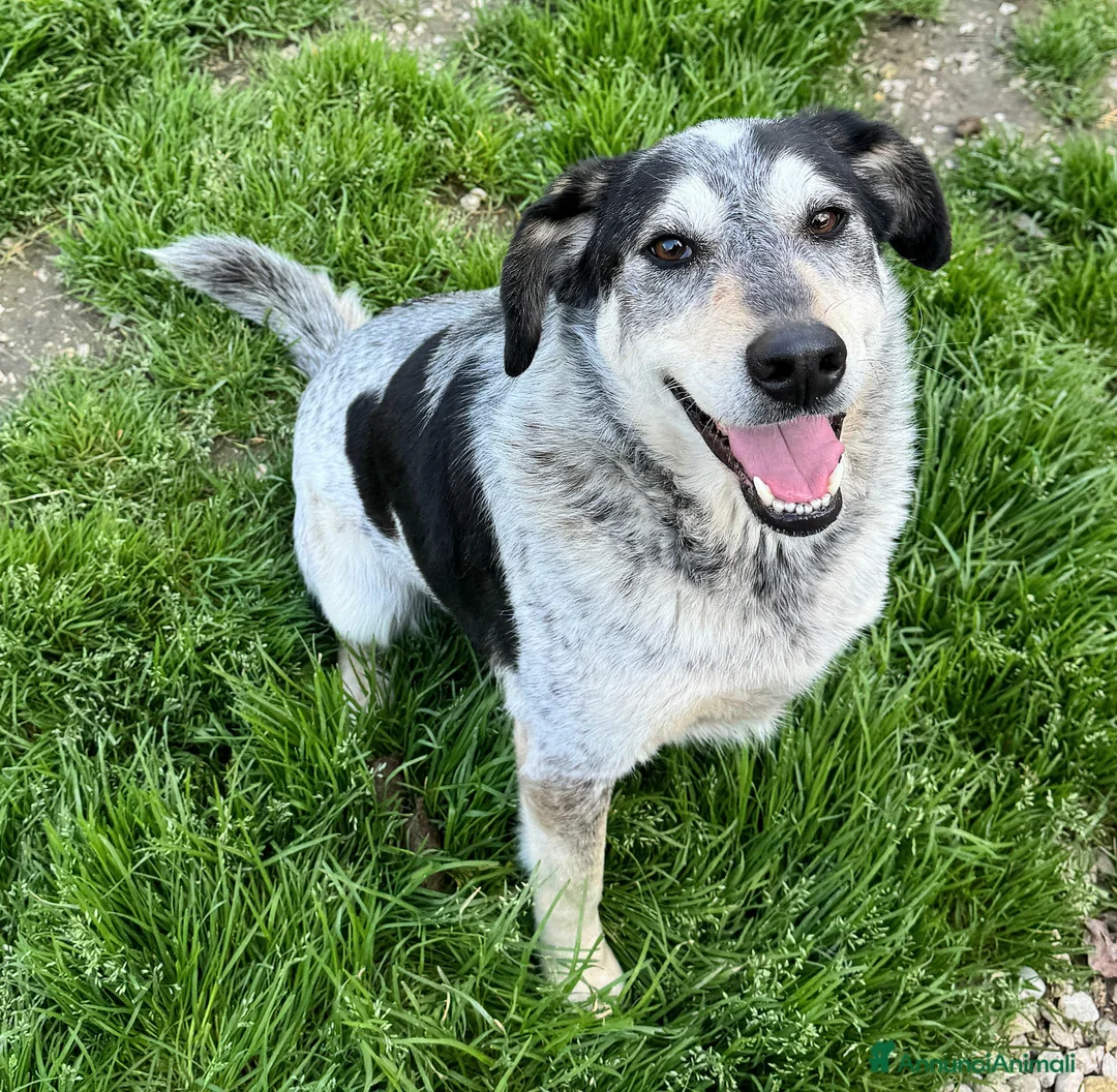 Meticcio cani in regalo: Mila 4 anni Taglia media  - Annuncio 6