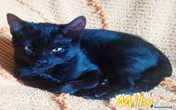 Europeo gatti in regalo: MILO DOLCISSIMO GATTINO - Immagine 2