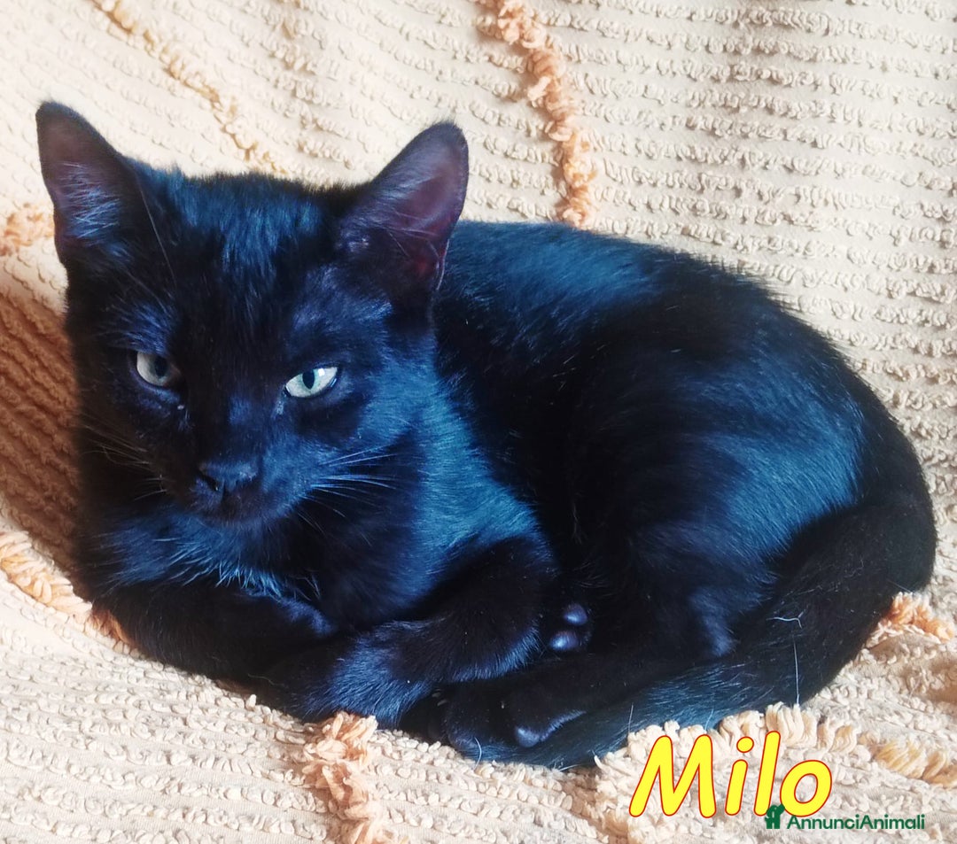 Europeo gatti in regalo: MILO DOLCISSIMO GATTINO - Immagine 2