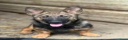 Meticcio cani in regalo: EZIO, lupetto ZAMPACORTA super coccolone! - Annuncio 6